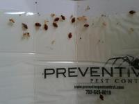 Preventive Pest Control - Las Vegas image 2